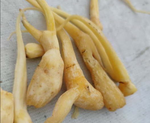 峨参的功效与作用有哪些 峨参怎么服用效果最好