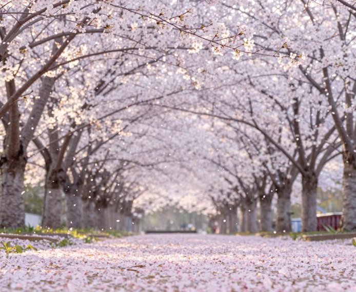 3月武汉这雨要下到啥时候?2026武汉下雨会影响看樱花吗?