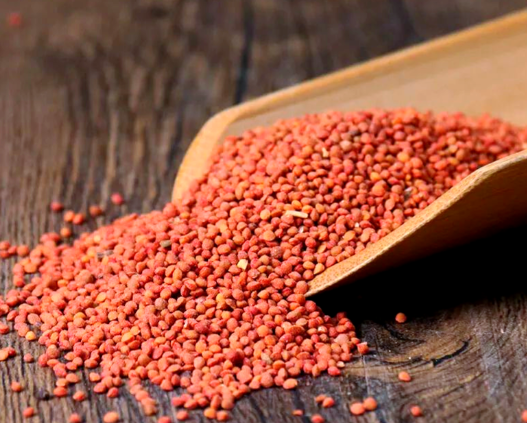 楮实子泡水喝效果好吗 楮实子与哪些药材搭配效果更好