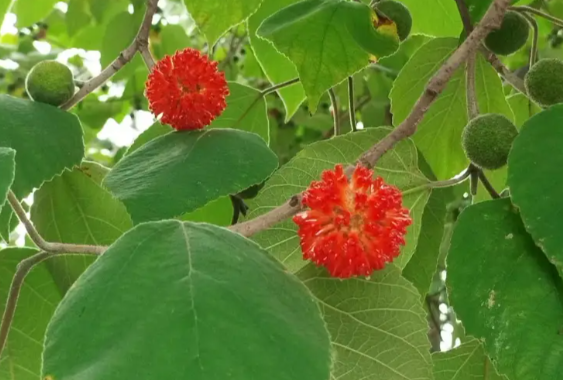 楮实子泡水喝效果好吗 楮实子与哪些药材搭配效果更好