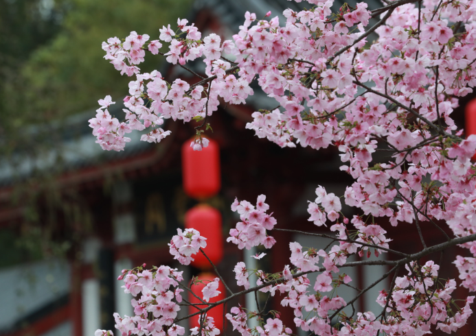 3月武汉这雨要下到啥时候?2026武汉下雨会影响看樱花吗?