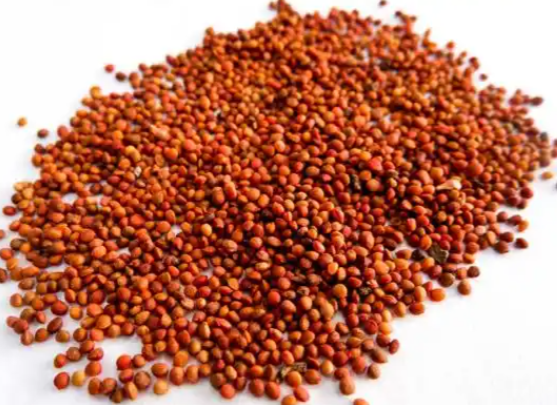 楮实子泡水喝效果好吗 楮实子与哪些药材搭配效果更好