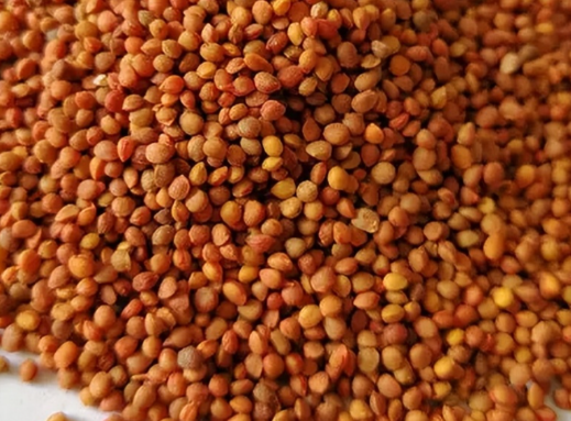 楮实子泡水喝效果好吗 楮实子与哪些药材搭配效果更好