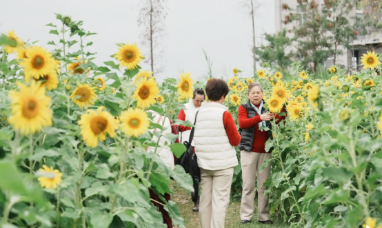 春日赏花游成为农文旅消费新热点 2026春天有哪些适合赏花的旅游目的地