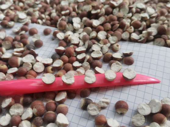 茨实的功效与作用有哪些 茨实不能与哪些药材一起使用