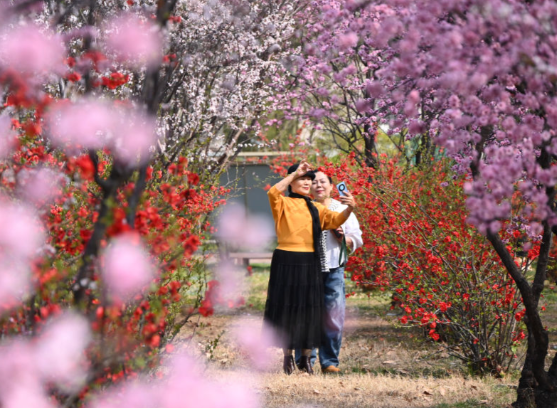春日赏花游成为农文旅消费新热点 2026春天有哪些适合赏花的旅游目的地