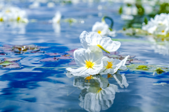 春分“分”的是什么? 2026年春分节气养生要主要什么