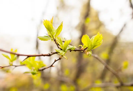 春分遇上“龙抬头”!本世纪仅有3次 春分养生要注意哪些事 春分遇上“龙抬头”!本世纪仅有3次 春分养生要注意哪些事