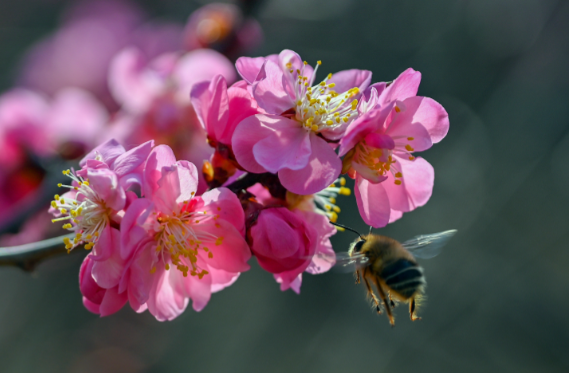 春分“分”的是什么? 2026年春分节气养生要主要什么