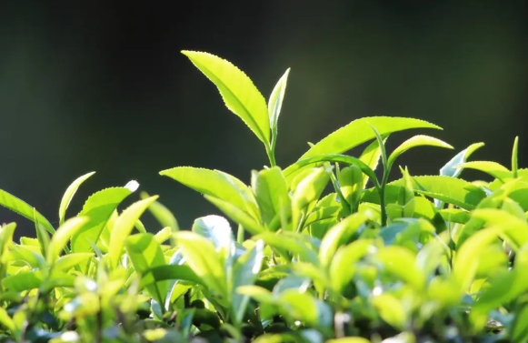 春分“分”的是什么? 2026年春分节气养生要主要什么