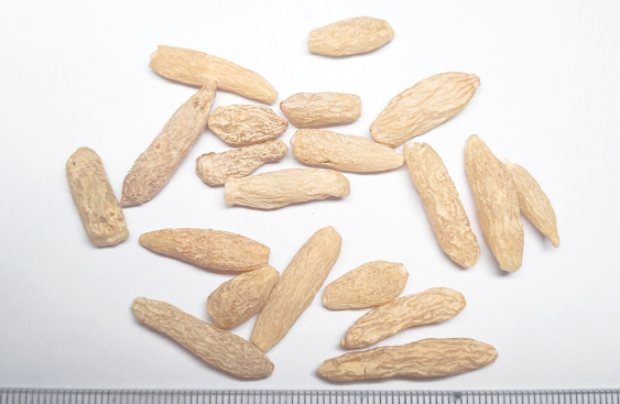 麦冬的作用和功效有哪些 麦冬与哪些药材一起使用效果更好