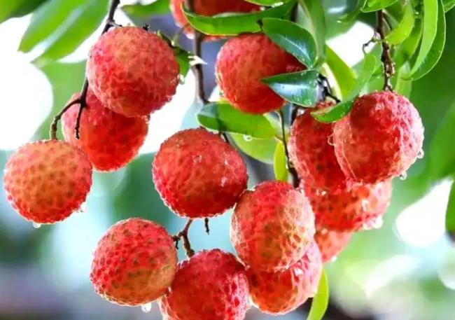 爱吃荔枝的人“天塌了”，今年“荔枝自由”或难实现