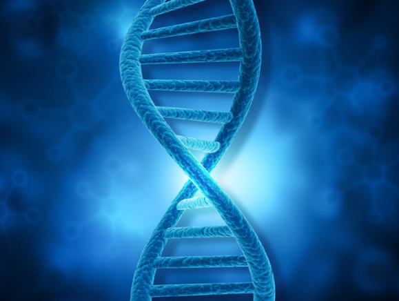 日本研究显示克隆不能无限进行 哺乳动物‌连续克隆存在极限