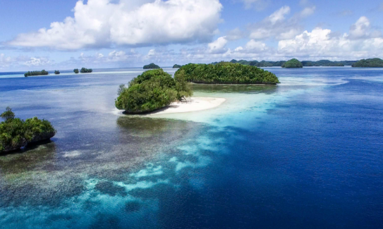 太平洋发现二十四种新物种 太平洋克拉里昂-克利珀顿带一次性发现了24种新物种