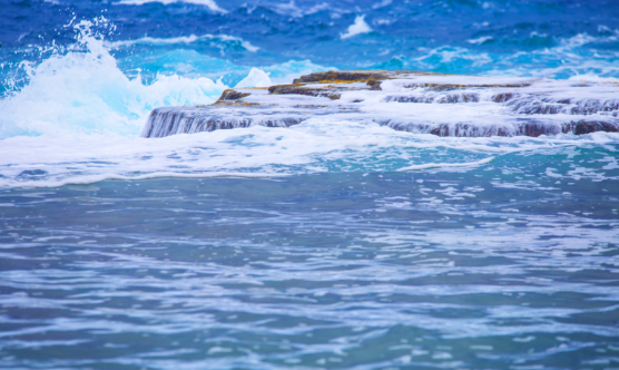 太平洋发现二十四种新物种 太平洋克拉里昂-克利珀顿带一次性发现了24种新物种
