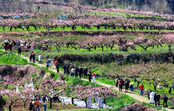 秦岭终南山脚下6800余亩桃花盛开 西安土门峪村桃花林举行桃花故事诗歌会