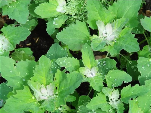 灰灰菜直接吃真的有毒吗？灰灰菜怎么做才没有毒？