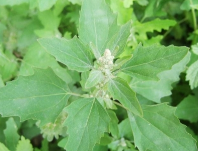 灰灰菜直接吃真的有毒吗？灰灰菜怎么做才没有毒？