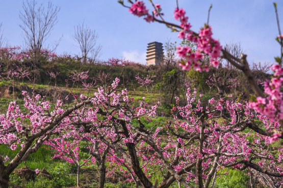 秦岭终南山脚下6800余亩桃花盛开 西安土门峪村桃花林举行桃花故事诗歌会