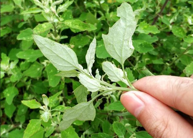 灰灰菜直接吃真的有毒吗？灰灰菜怎么做才没有毒？