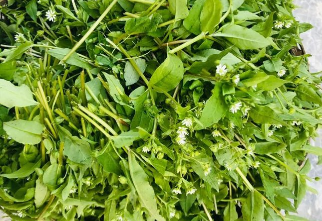 春天的调经野菜,清炒鹅肠菜帮你理顺月经