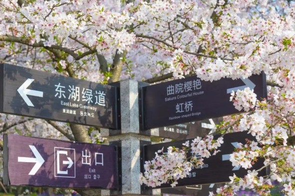 大批韩国人来武汉赏樱 签证政策放宽武汉与首尔航班增加