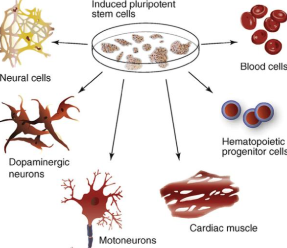 西北首个iPSC细胞存储项目启动 我国西部地区iPSC前沿技术实现产业落地
