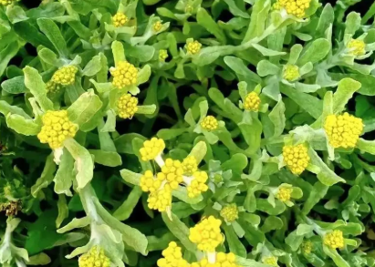 咳嗽就吃鼠曲草？鼠曲草做菜怎么止咳？