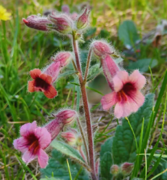 男子山上挖野菜挖到超大地黄，地黄又是什么？