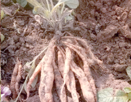 男子山上挖野菜挖到超大地黄 2026春日挖野菜的正确打开方式