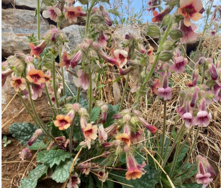 男子山上挖野菜挖到超大地黄，地黄又是什么？