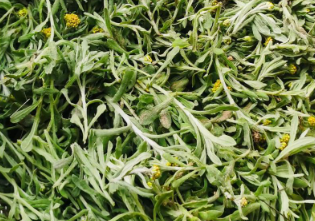 咳嗽就吃鼠曲草？鼠曲草做菜怎么止咳？