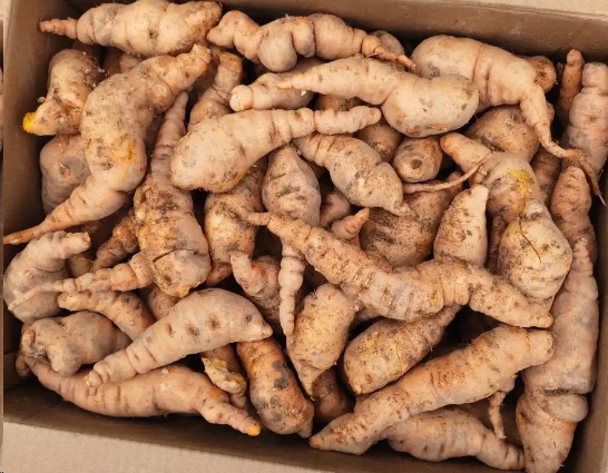 男子山上挖野菜挖到超大地黄 2026春日挖野菜的正确打开方式