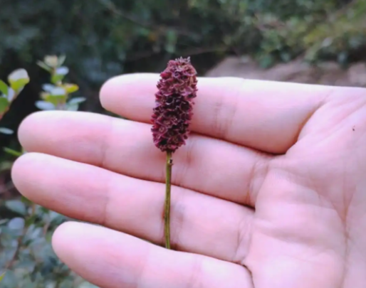 地榆的功效与作用有哪些 地榆和哪些药材一起使用效果更好