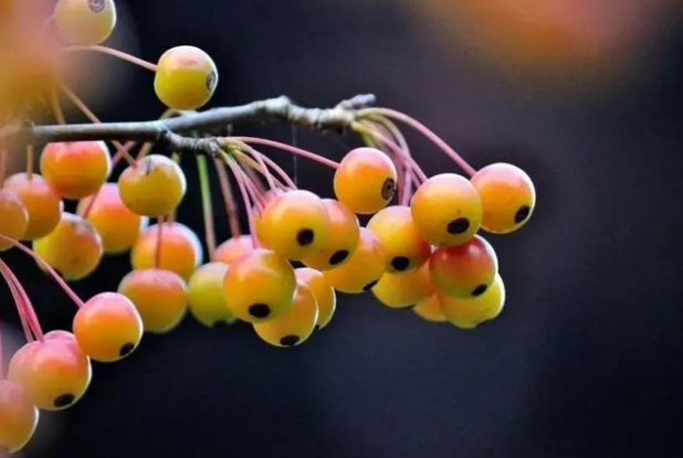 男子山上挖野菜挖到超大地黄，2026踏春挖地黄的鉴别要点