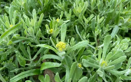 咳嗽就吃鼠曲草？鼠曲草做菜怎么止咳？