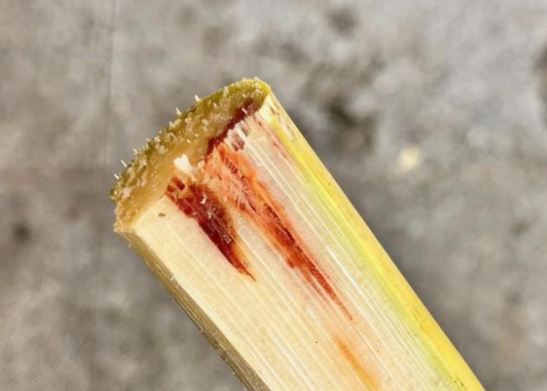 清明甘蔗为啥毒过蛇?清明甘蔗去掉霉变部分能吃吗?