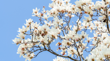 交换城市春光，这个春天换个城市去追花