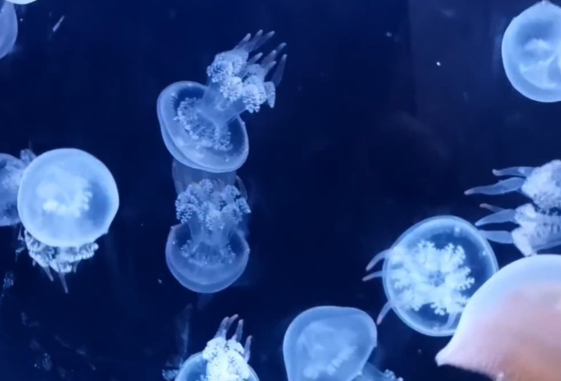 深圳海边的“粉色精灵”究竟是谁 误触白色霞水母应该怎么处理