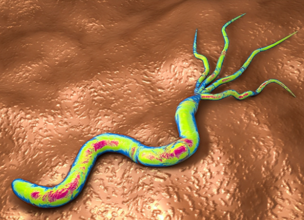 接触10秒即可感染的螺叫啥?看到这种螺快报告