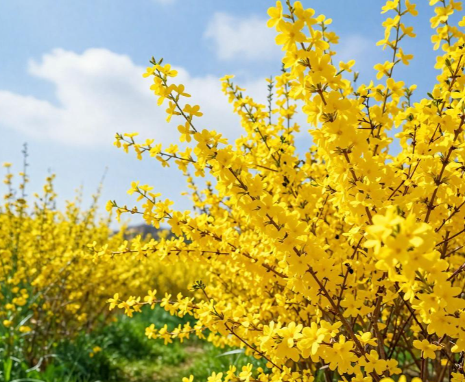春天为什么黄色的花更早绽放?早春的花为什么大多是黄色的?
