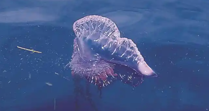 海边的“粉色精灵”究竟是谁？2026白色霞水母现身大梅沙