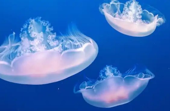 深圳海边的“粉色精灵”究竟是谁 误触白色霞水母应该怎么处理
