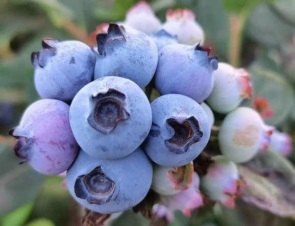 产量全球第一!中国蓝莓是如何逆袭的 蓝莓富含花青素有天然抗炎作用