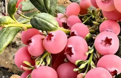 粉色蓝莓风靡社交网络，2026粉色蓝莓成“水果爱马仕”