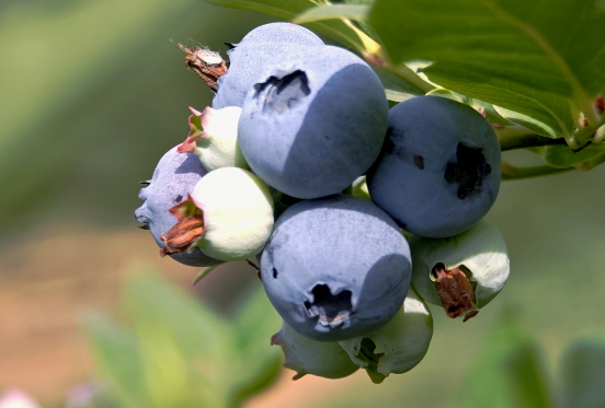 产量全球第一!中国蓝莓是如何逆袭的 蓝莓富含花青素有天然抗炎作用