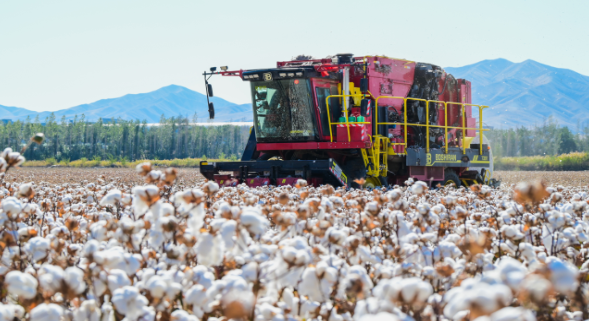 新疆超级棉田已实现75%无人化管理 新疆尉犁县3000亩超级棉田开播