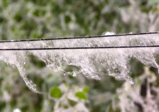 四月全国陆续迎来杨柳絮飞絮期 过敏人士如何做好飞絮季个人防护