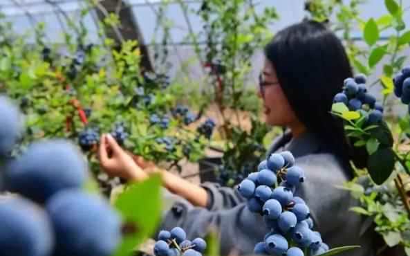蓝莓价格跳水是国产水果“成人礼” 中国蓝莓产业面临质量效益升级转型的挑战