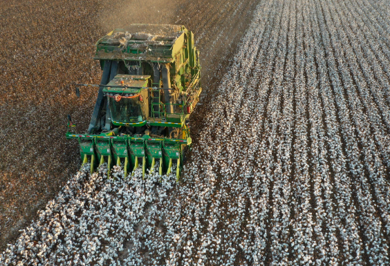 新疆超级棉田已实现75%无人化管理 新疆尉犁县3000亩超级棉田开播